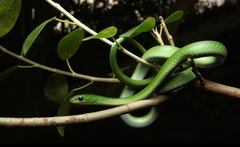 Philothamnus hoplogaster