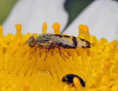 Sphenella marginata