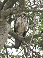 Hieraaetus wahlbergi