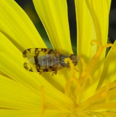 Sphenella marginata