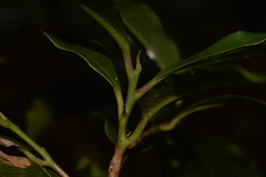 Litsea reticulata