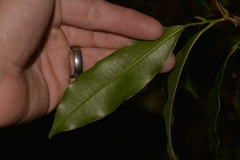 Litsea reticulata