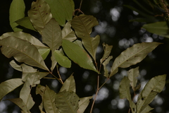 Heritiera trifoliolata