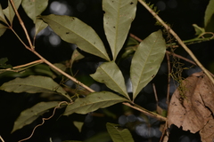 Heritiera trifoliolata