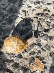 Cornu aspersum