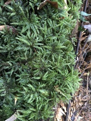 Hypnodendron
