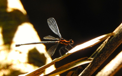 Austroargiolestes amabilis