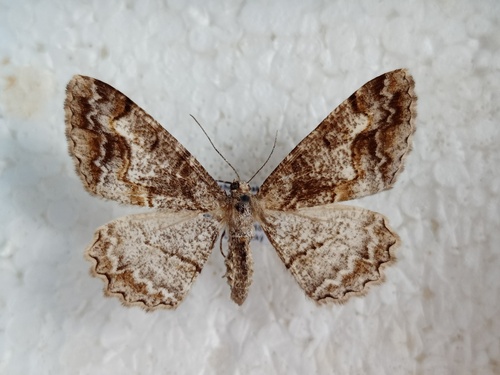 kôrovka čučoriedková (Alcis repandata)
