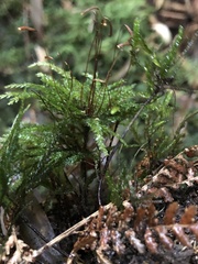 Hypnodendron