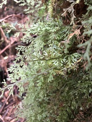 Hymenophyllaceae