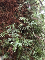Hymenophyllaceae