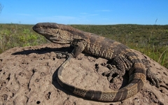 Varanus albigularis albigularis