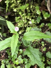 Veronica grosseserrata