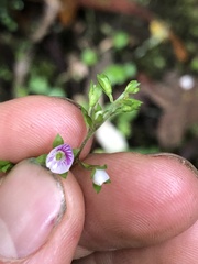 Veronica grosseserrata