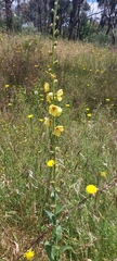 Verbascum virgatum
