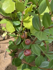 Eugenia albanensis