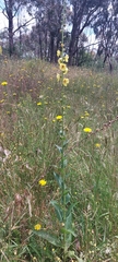 Verbascum virgatum