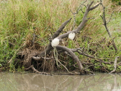 Chiromantis xerampelina