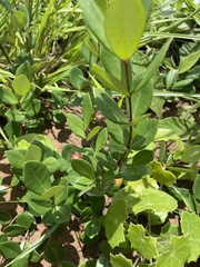 Eugenia albanensis