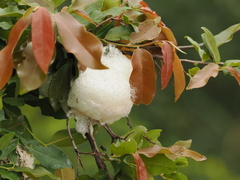 Chiromantis xerampelina