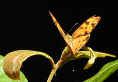Heteronympha mirifica
