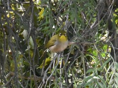 Zosterops virens capensis