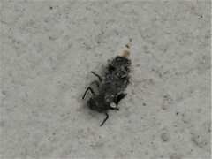 Coccinellinae