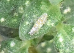 Eupteryx decemnotata