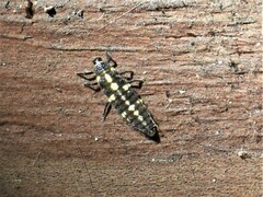 Coccinellinae