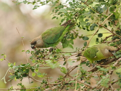 Poicephalus cryptoxanthus