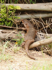 Matobosaurus validus