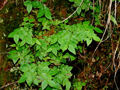 Japanese blueberry (Vaccinium japonicum)