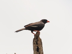 Bubalornis niger