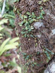 Bulbophyllum pygmaeum
