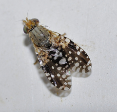 Tephritis carmen