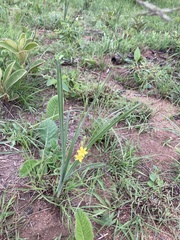 Hypoxis rigidula