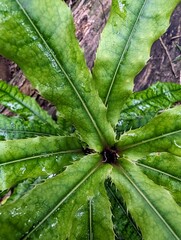 Macadamia integrifolia