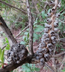 Melaleuca hypericifolia