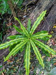 Macadamia integrifolia