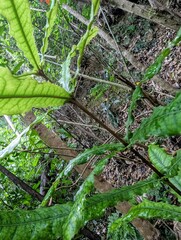 Macadamia integrifolia