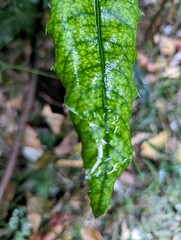 Macadamia integrifolia