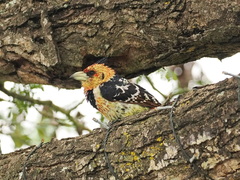 Trachyphonus vaillantii