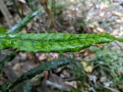 Macadamia integrifolia