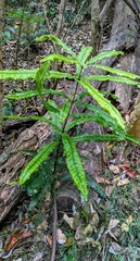 Macadamia integrifolia