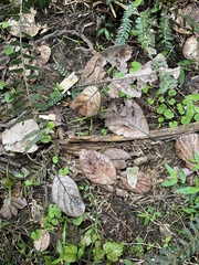 Beilschmiedia tarairi