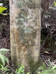 Beilschmiedia tarairi
