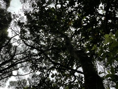 Beilschmiedia tarairi