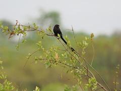 Lanius melanoleucus