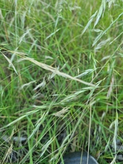 Rytidosperma setaceum