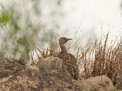 Eupodotis ruficrista